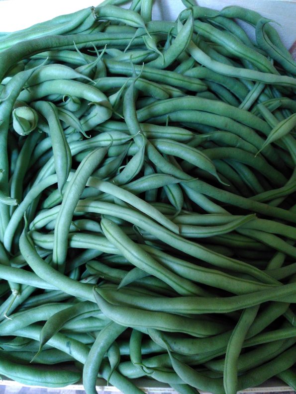 haricot vert bio